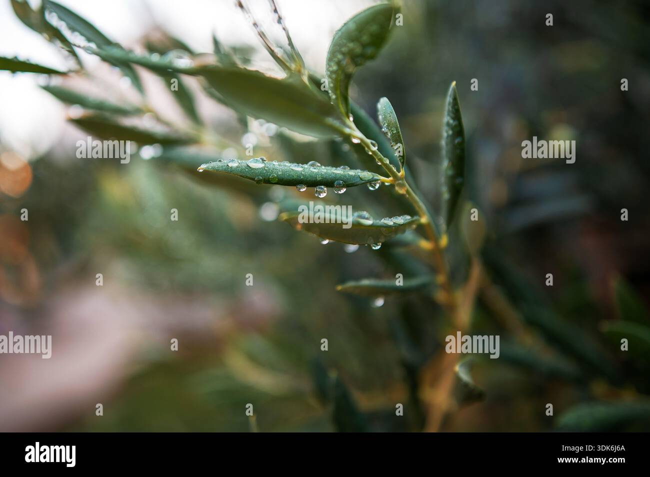 Olive tree branch close up dew hi-res stock photography and images - Alamy