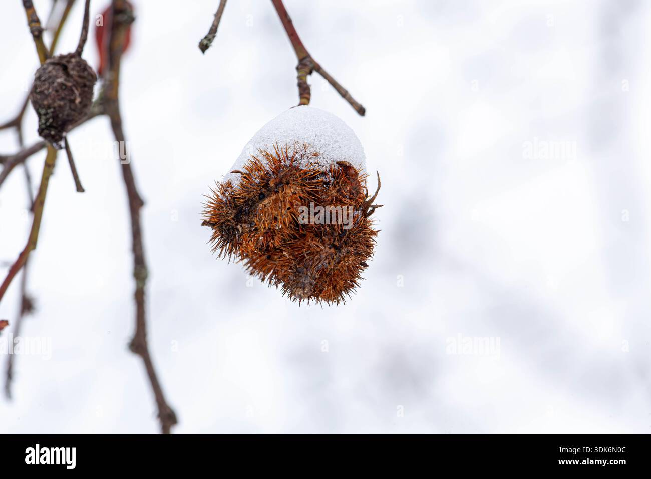 Ripe Rosa canina hips, known as dog rose, in autumn. After the flowers loose their petals, the fruits are growing and maturing. They are edible and Stock Photo