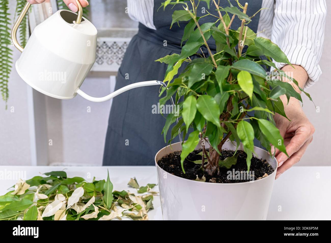 watering ficus benjamina soil in pot after pruning. woman holding plant and  pouring water with white watering can, dry leaf pile on table, indoor care  Stock Photo - Alamy