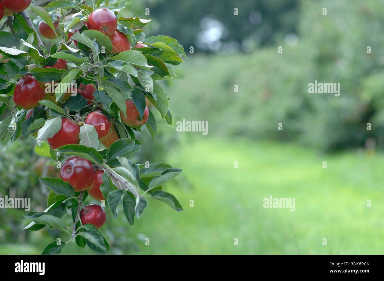 APPLES ON TREE Stock Photo