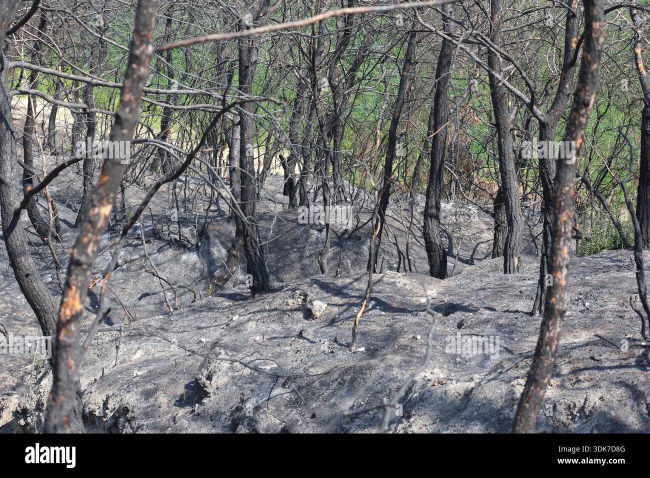 burnt trees in a fire in the forest Stock Photo - Alamy