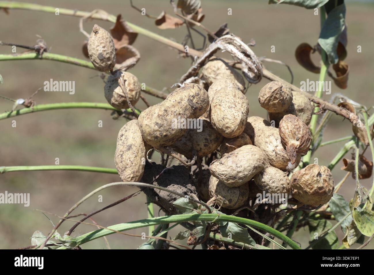Peanuts await harvesting in a field. Unearthed peanut plants in the field  Stock Photo - Alamy