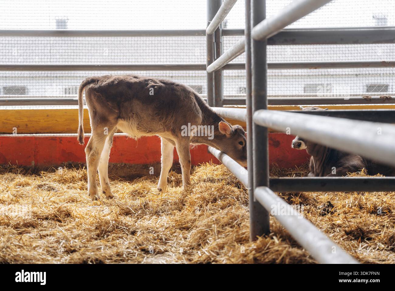 View from ground cows hi-res stock photography and images - Alamy