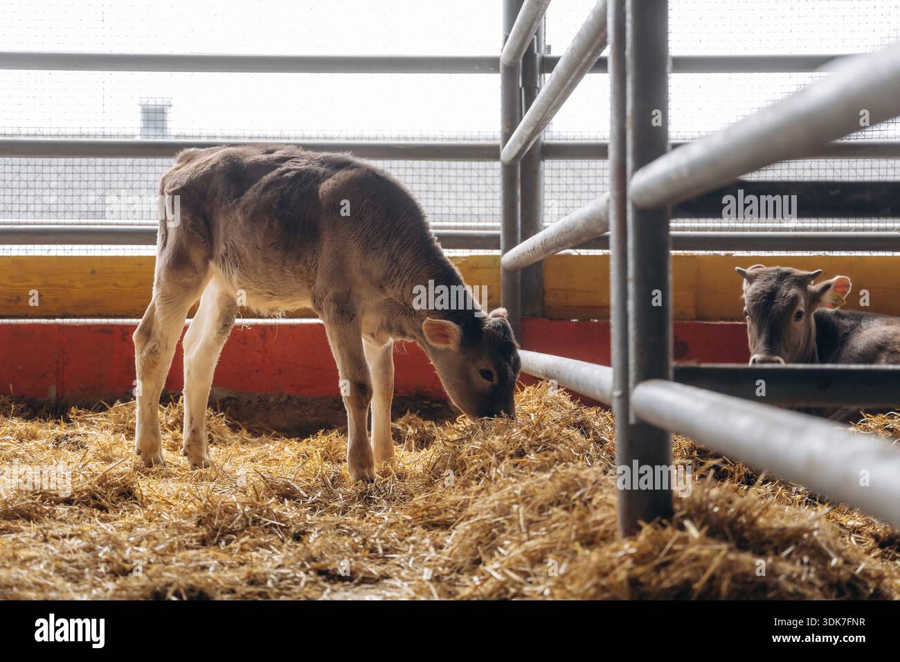 View from ground cows hi-res stock photography and images - Alamy
