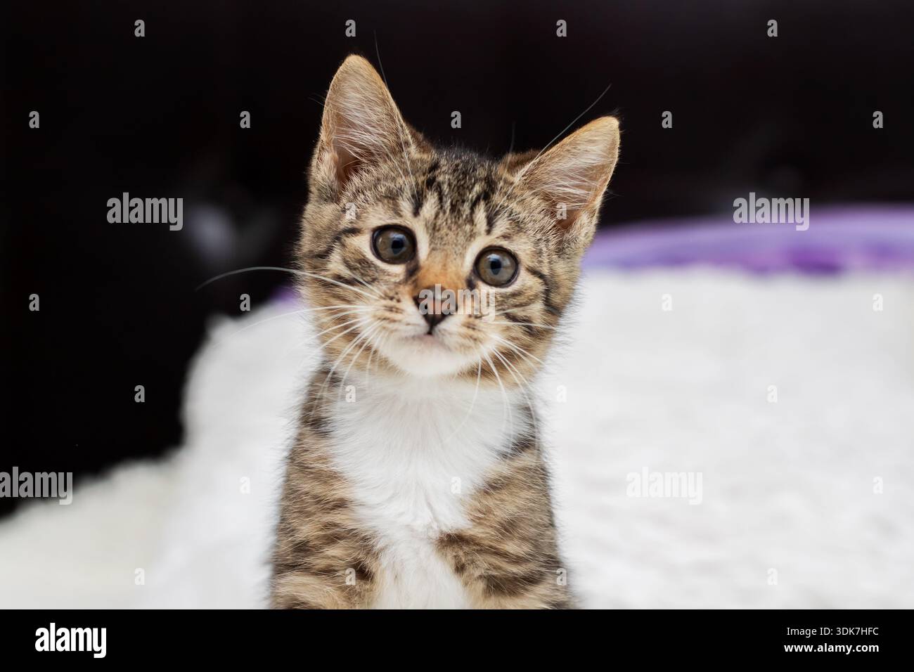 tabby kitten sitting on white bed, alert gaze fixed on camera with upright ears and inquisitive posture highcontrast Stock Photo