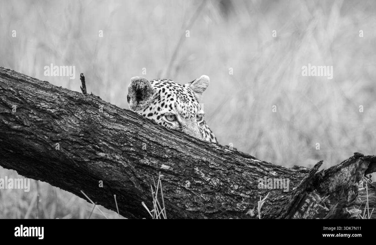 Fallen log animal Black and White Stock Photos & Images - Alamy