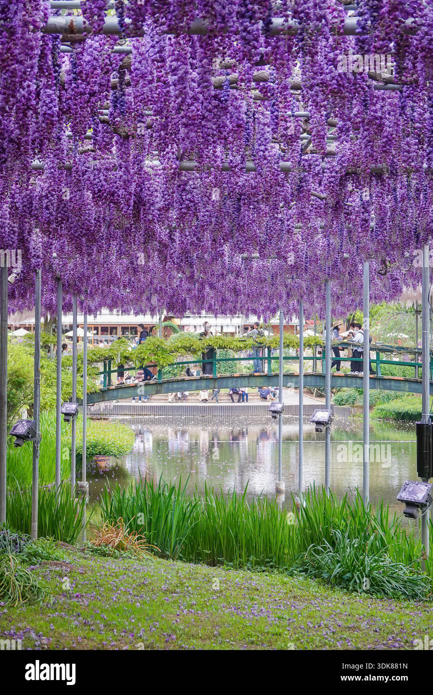 Tochigi, Japan - Apr 27, 2024. Visitors enjoying wisteria flowers in full  bloom during spring at Ashikaga Flower Park, Japan Stock Photo - Alamy