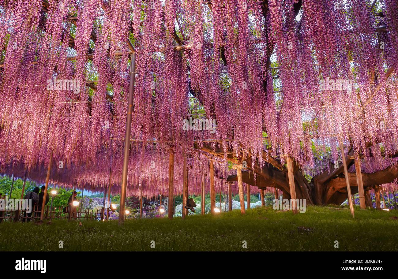 Magical night view of illuminated wisteria blossoms cascading like glowing  purple waterfalls at Ashikaga Flower Park, Japan Stock Photo - Alamy
