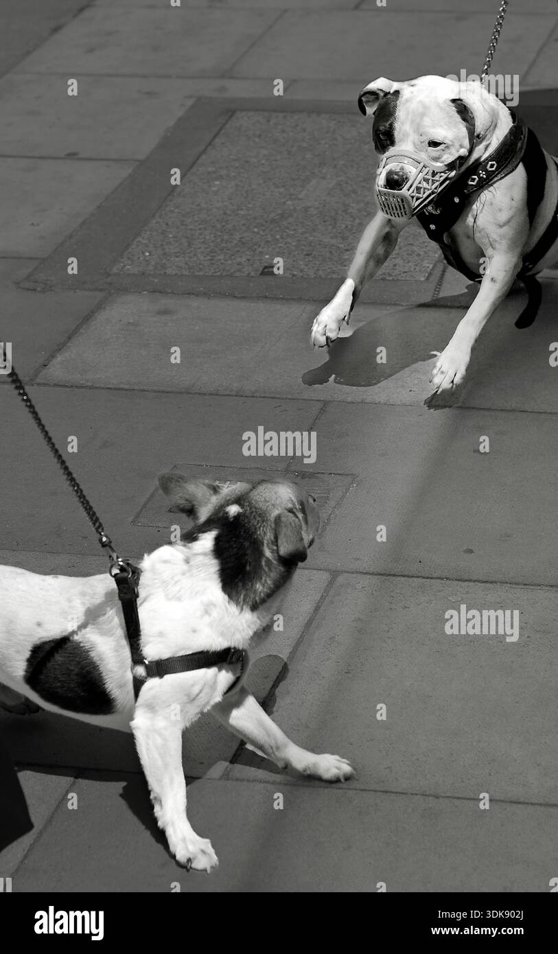 Muzzled dog lurches at another dog on city street hi-res stock ...