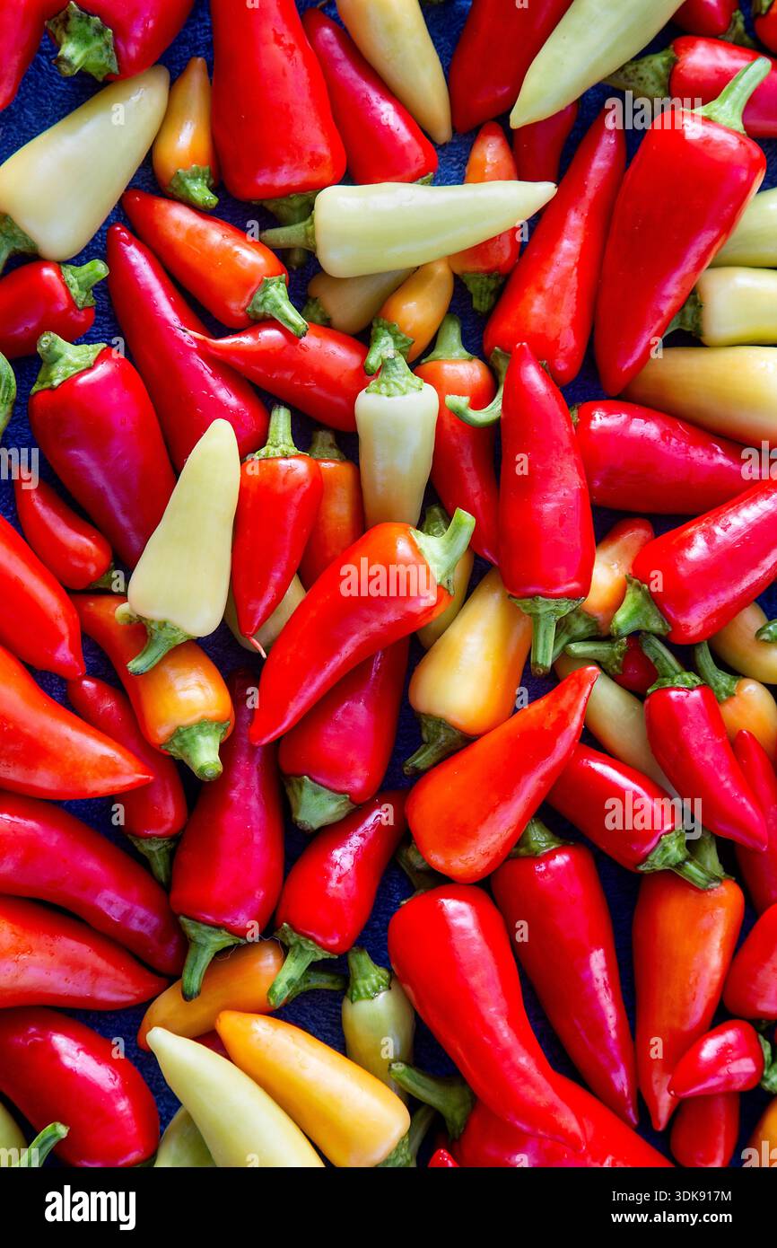 CLOSE UP OF A PILE OF RED AND PALE YELLOW CHILLI  PEPPERS FOR A BACKGROUND PROMOTING SOMETHING HOT OR SPICY Stock Photo