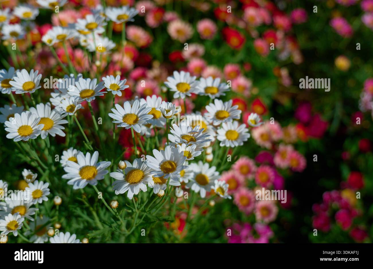White Daisy Flowers Blooming in Colorful Garden Stock Photo