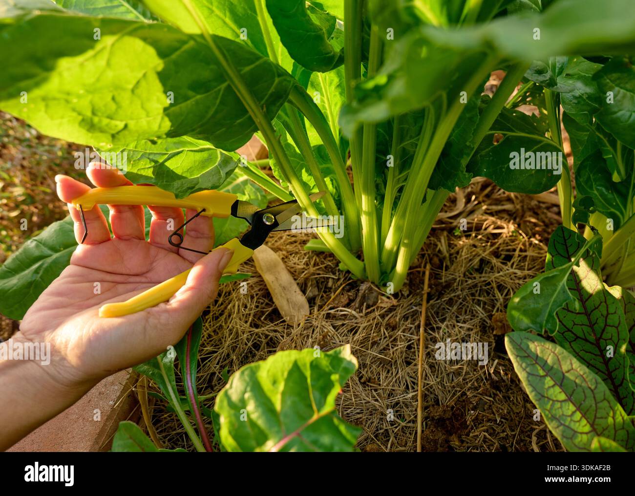 Sustainable usage hi-res stock photography and images - Alamy