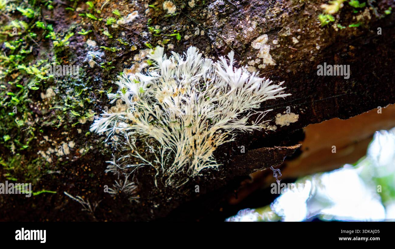 Hypha Tree Mycelium on tree mycelia root hi-res stock photography and images - Alamy