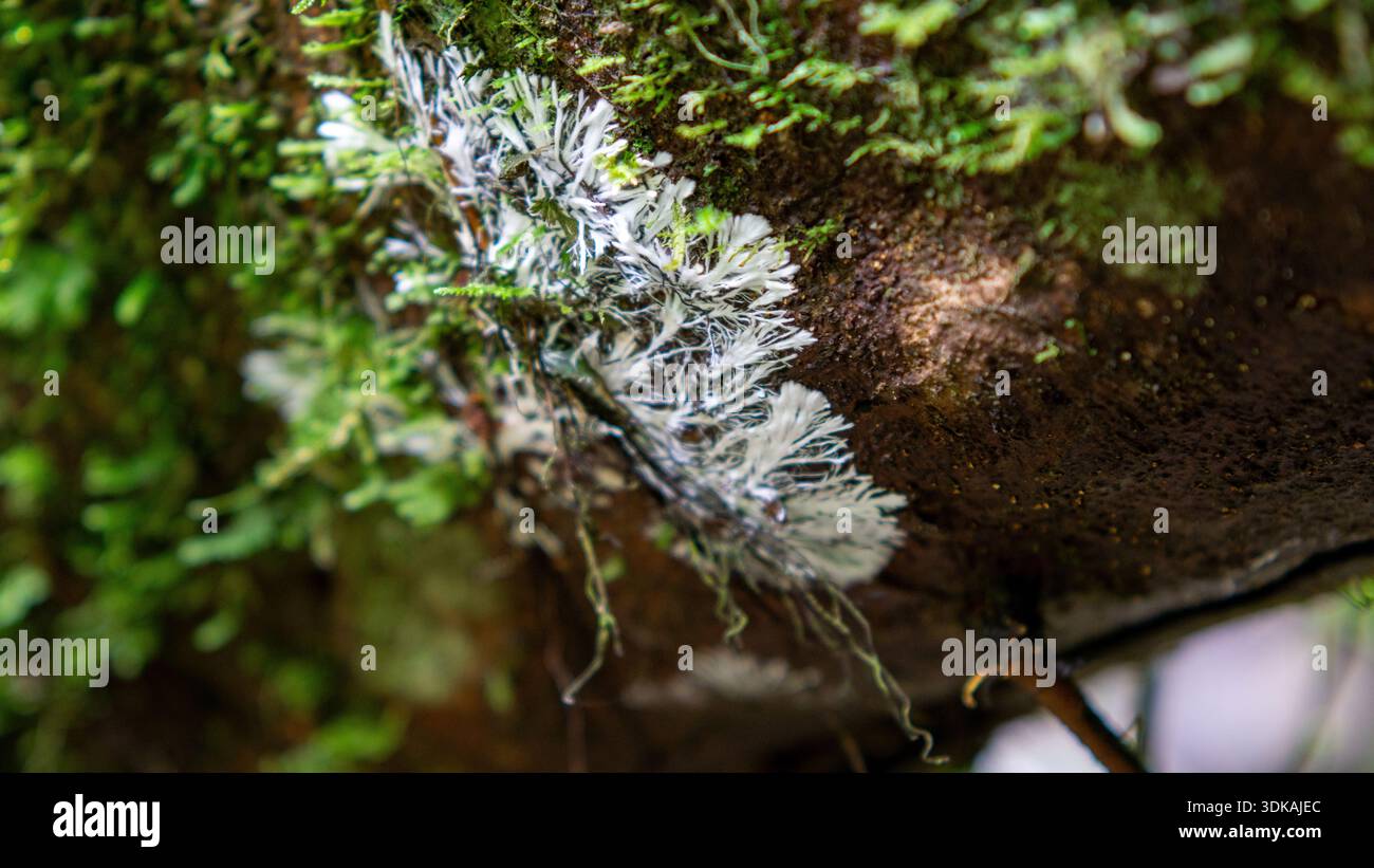 Mycelium on the tree. Mycelium (mycelia) a is a root-like structure of ...