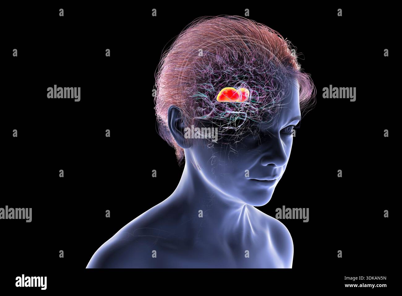 Deep structures of brain hi-res stock photography and images - Alamy