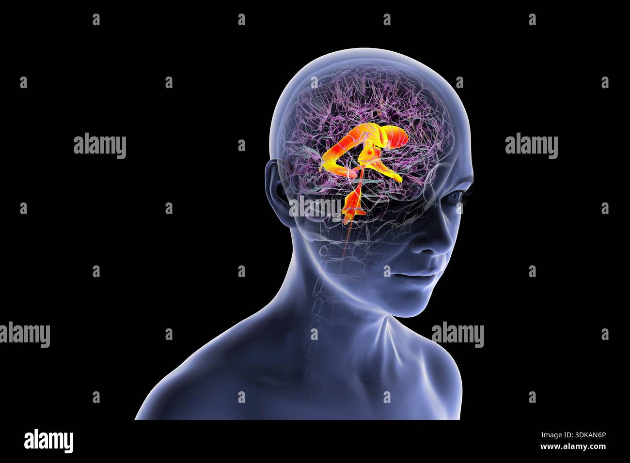 Illustration of the ventricular system of the human brain. The ...