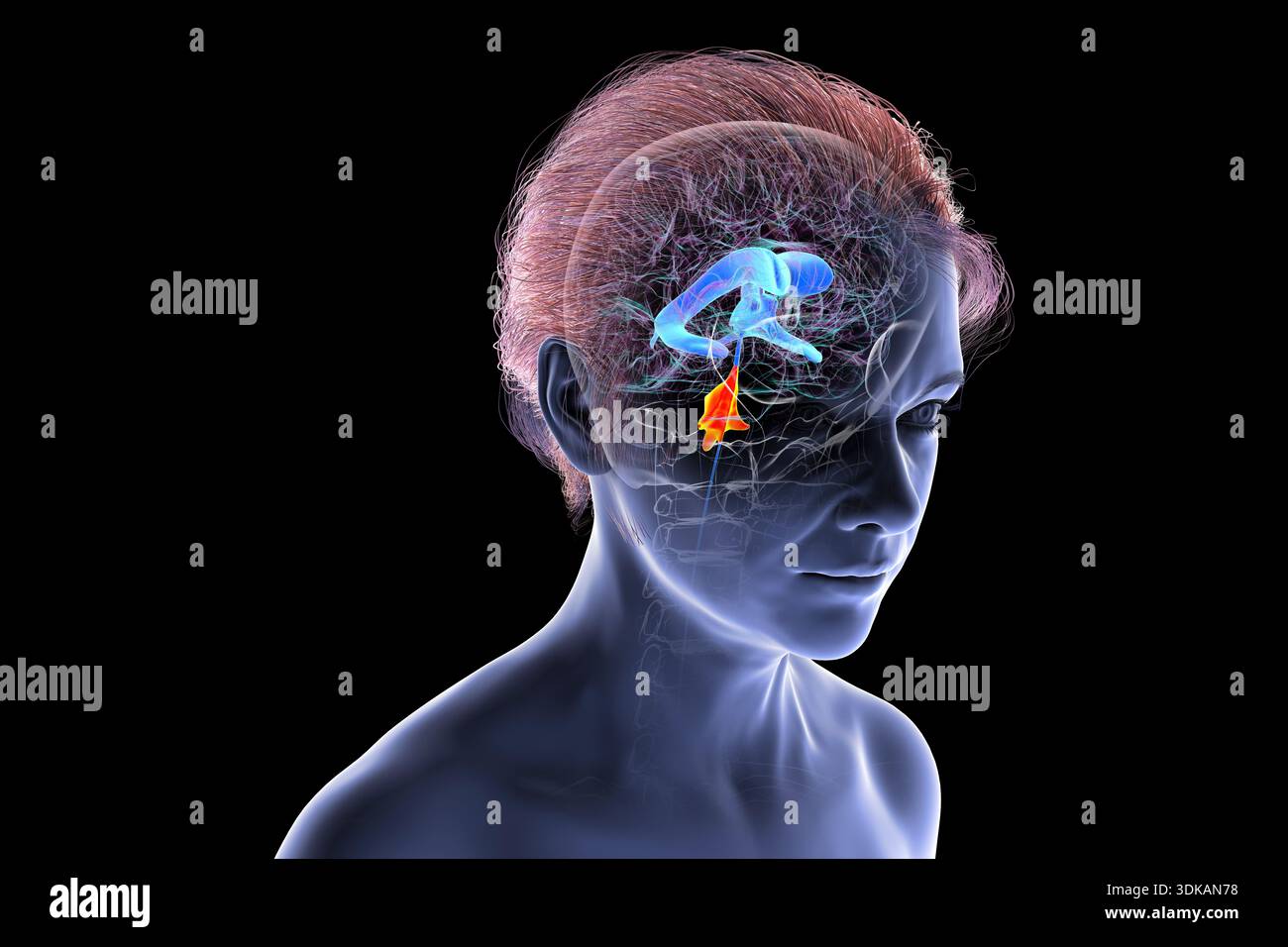 Illustration of the fourth ventricle of human brain, highlighting the ...