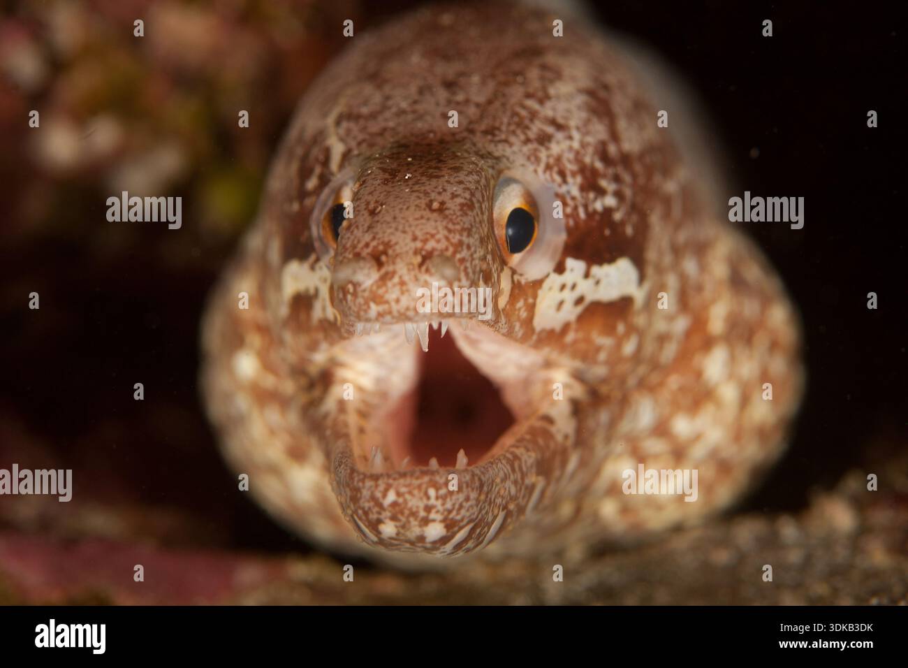 Tropical Fish Sharp Teeth