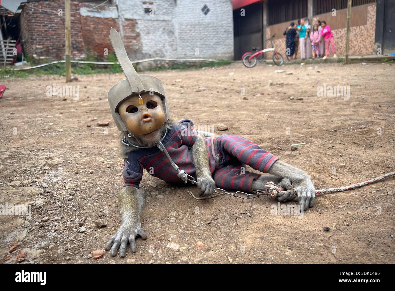 Garut, West Java, Indonesia. 31st Jan, 2026. A Long-Tailed Monkey ...