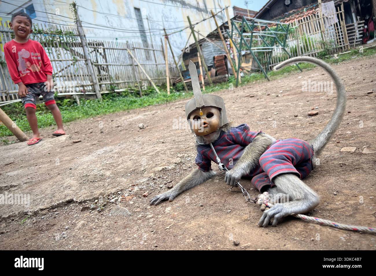 January 31, 2026, Garut, West Java, Indonesia: A Long-Tailed Monkey ...