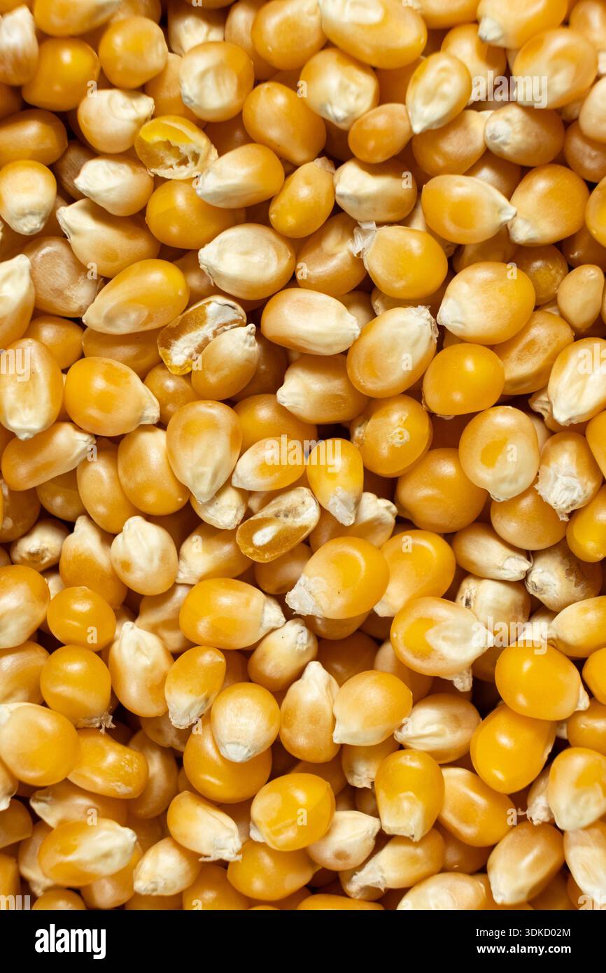 Pattern of dry uncooked yellow corn seeds kernels for popcorn. Stock Photo