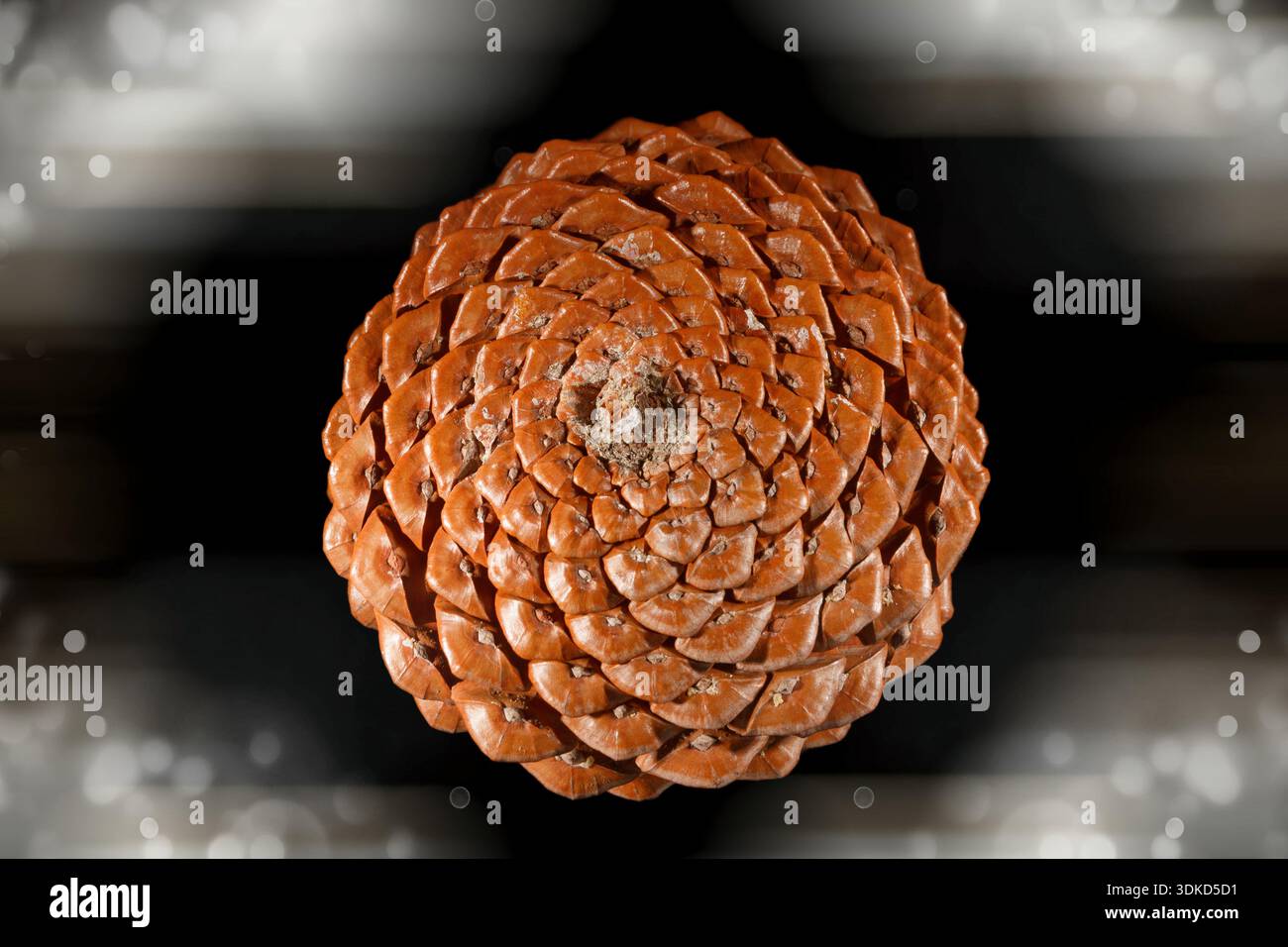 This figure presents a magnified view of a specimen exhibiting counter-rotating Fibonacci spirals, a phenomenon observed in natural settings. The pine Stock Photo