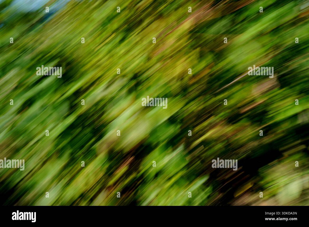 Abstract forest landscape created with Intentional Camera Movement (ICM ...