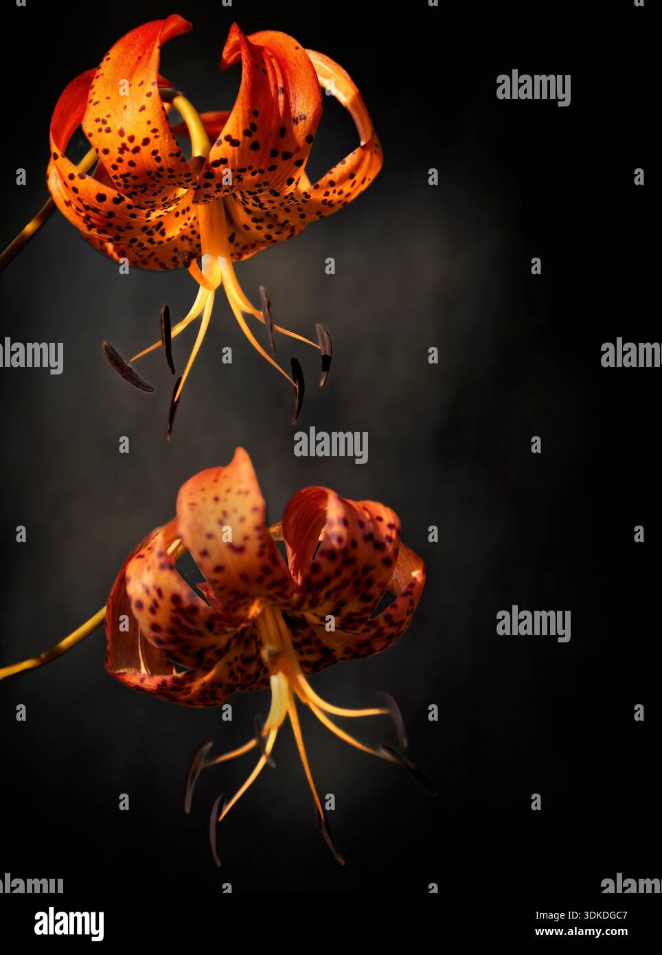 Two Tiger Lily Flowers on a dark soft background Stock Photo - Alamy