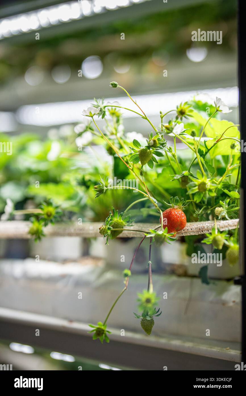 Smart farm cultivating organic strawberries indoors with hydroponic method  and grow lights Stock Photo - Alamy