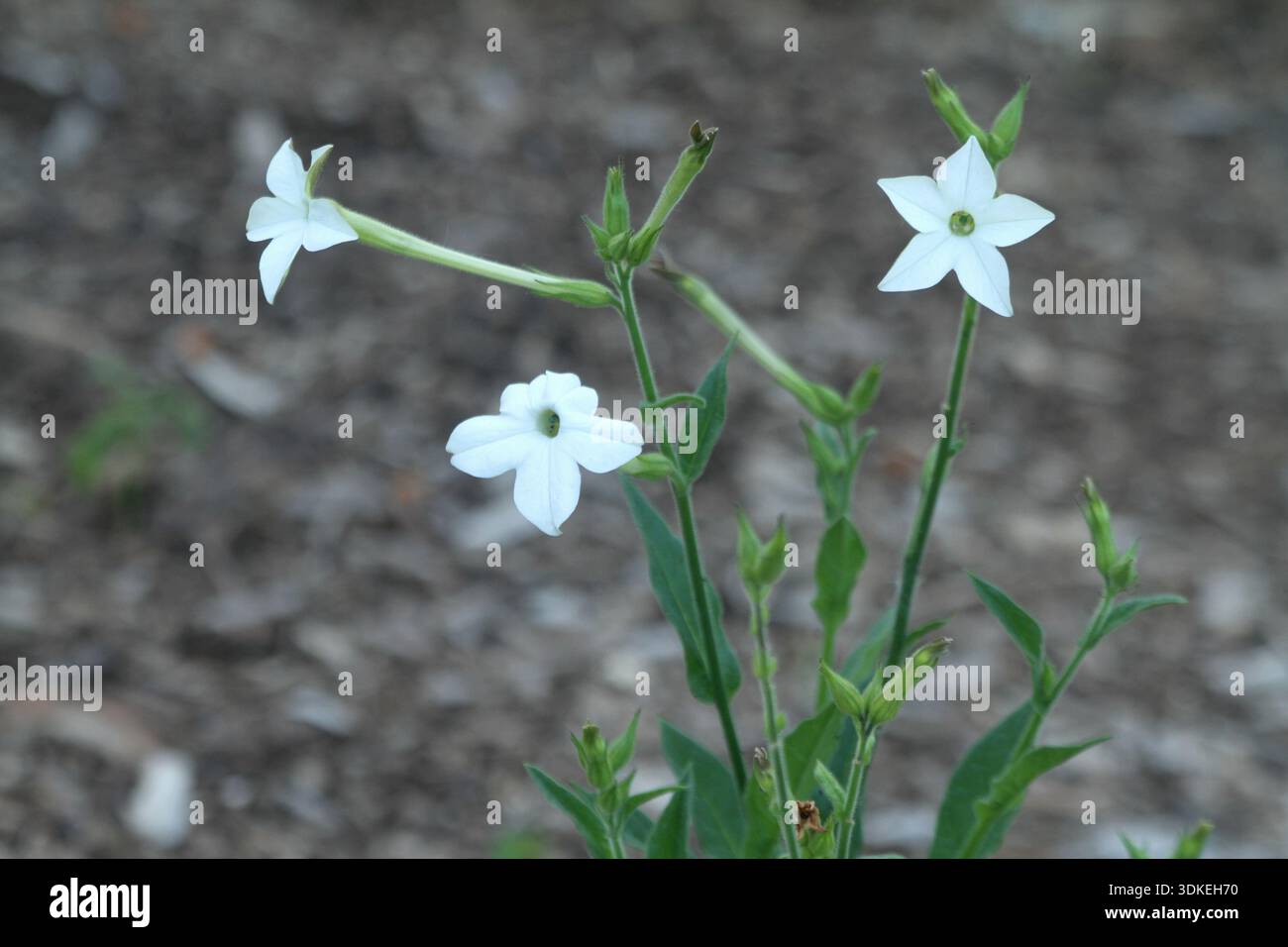 persian tobacco plant Nicotiana water and fertilizer persian tobacco plant Nicotiana Alata