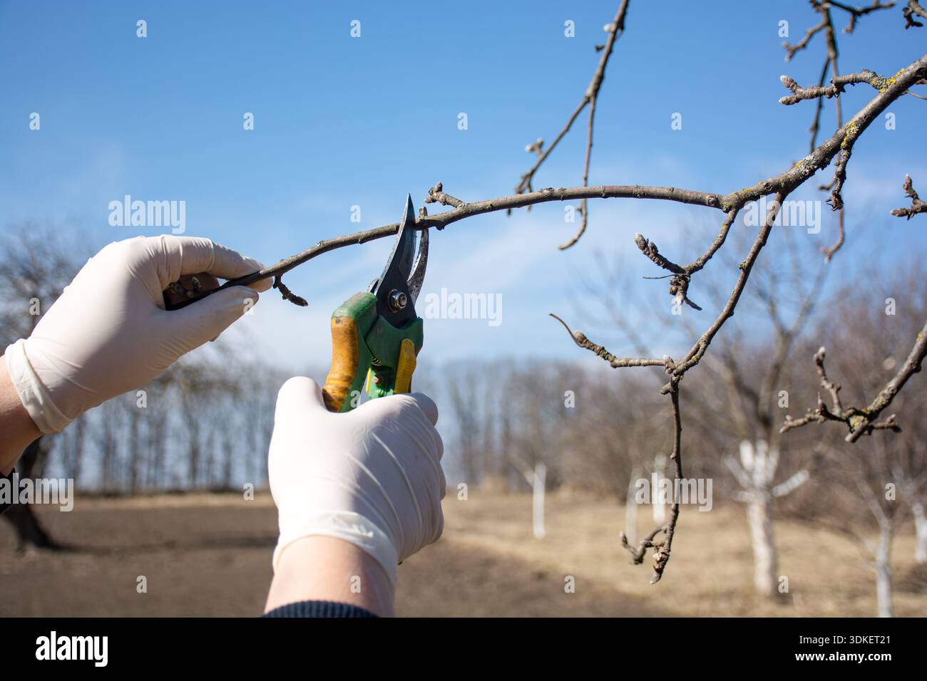 pruning fruit trees in the garden, female hands pruning apple tree branches with pruning shears, spring work Stock Photo