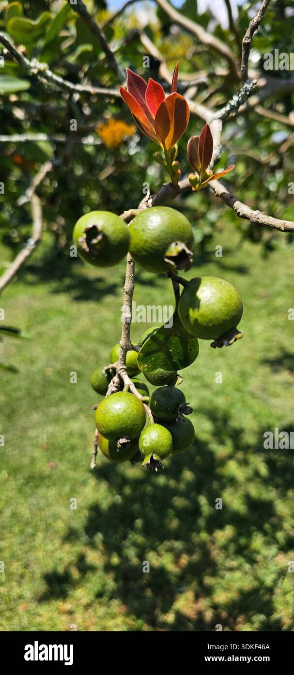 Small Tropical Guava Fruit on the Tree Stock Photo