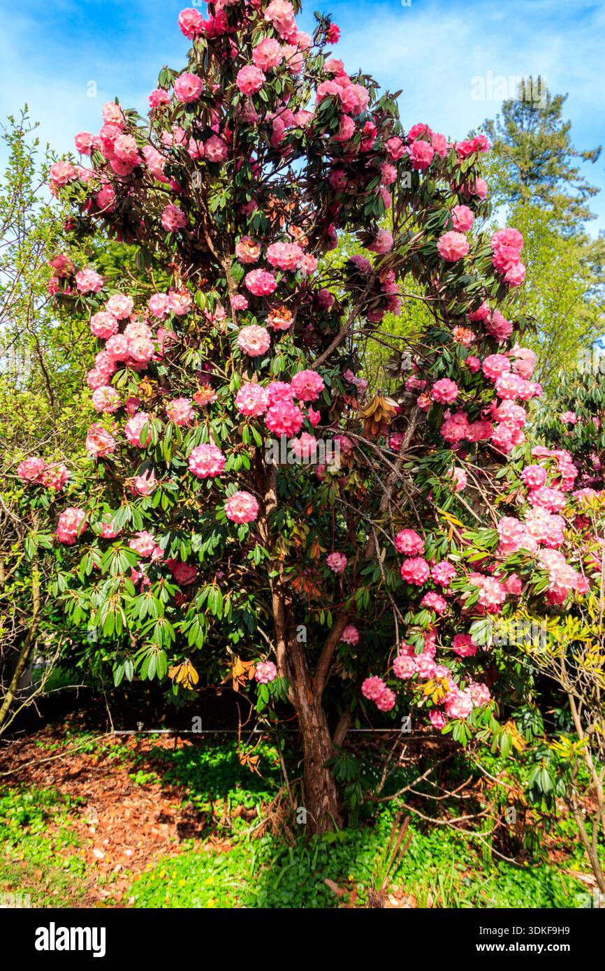 Beautiful blooming pink tree rhododendron (Rhododendron arboreum) in the  botanical garden Stock Photo - Alamy