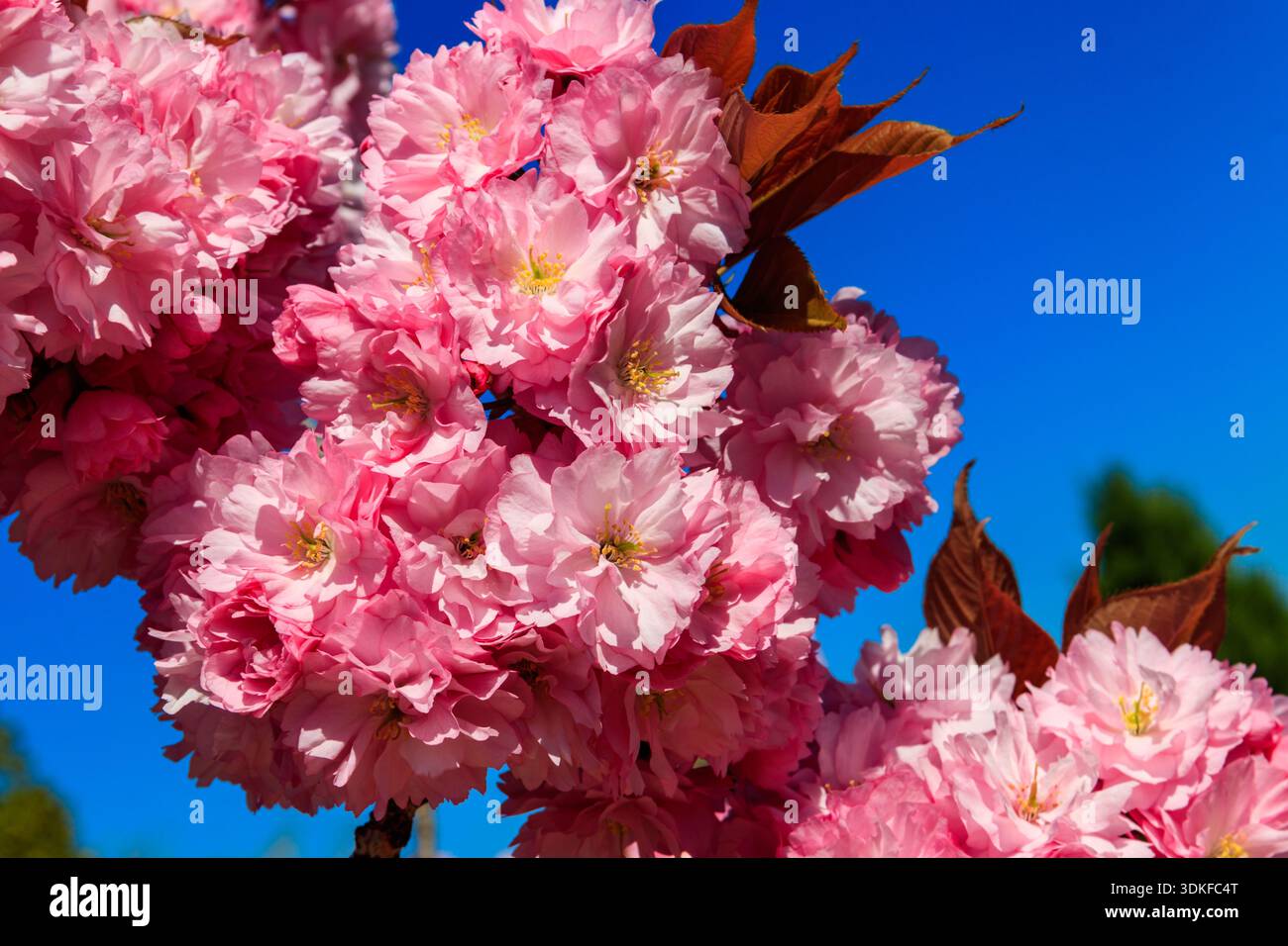 Pink blossoming sakura tree in garden at spring Stock Photo