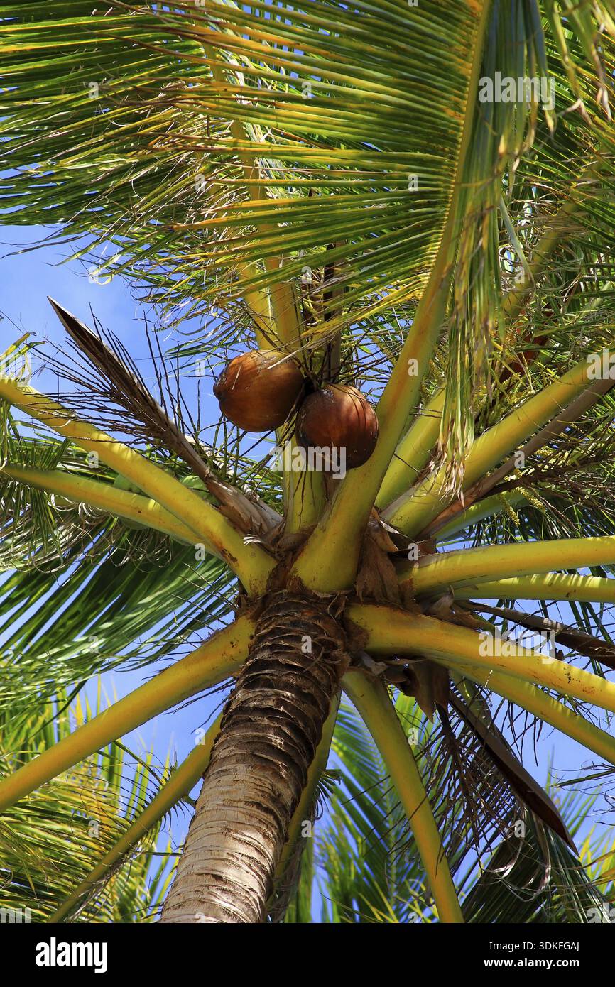 Tree of a coco the bottom view Stock Photo - Alamy