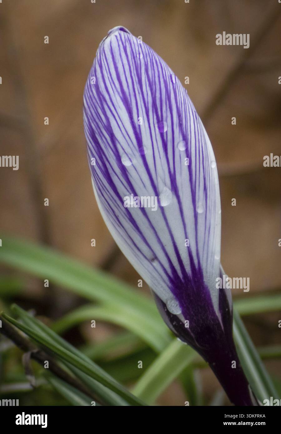 Raindrops on a closed crocus vernus bud on a meadow in spring Stock Photo