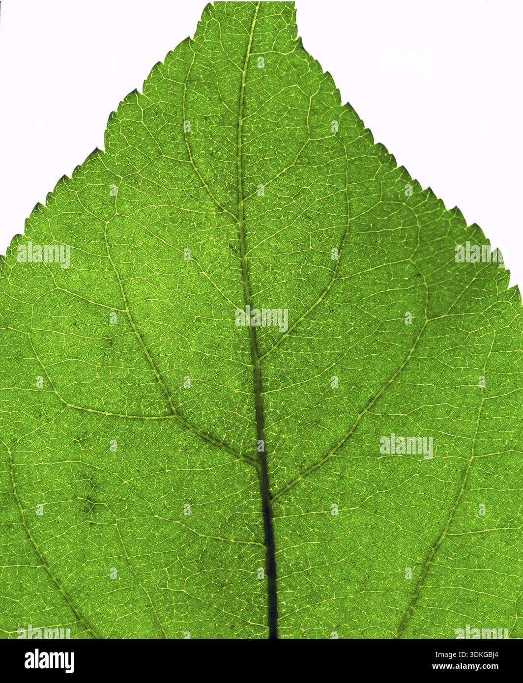 Green leaf texture extreme close hi-res stock photography and images ...