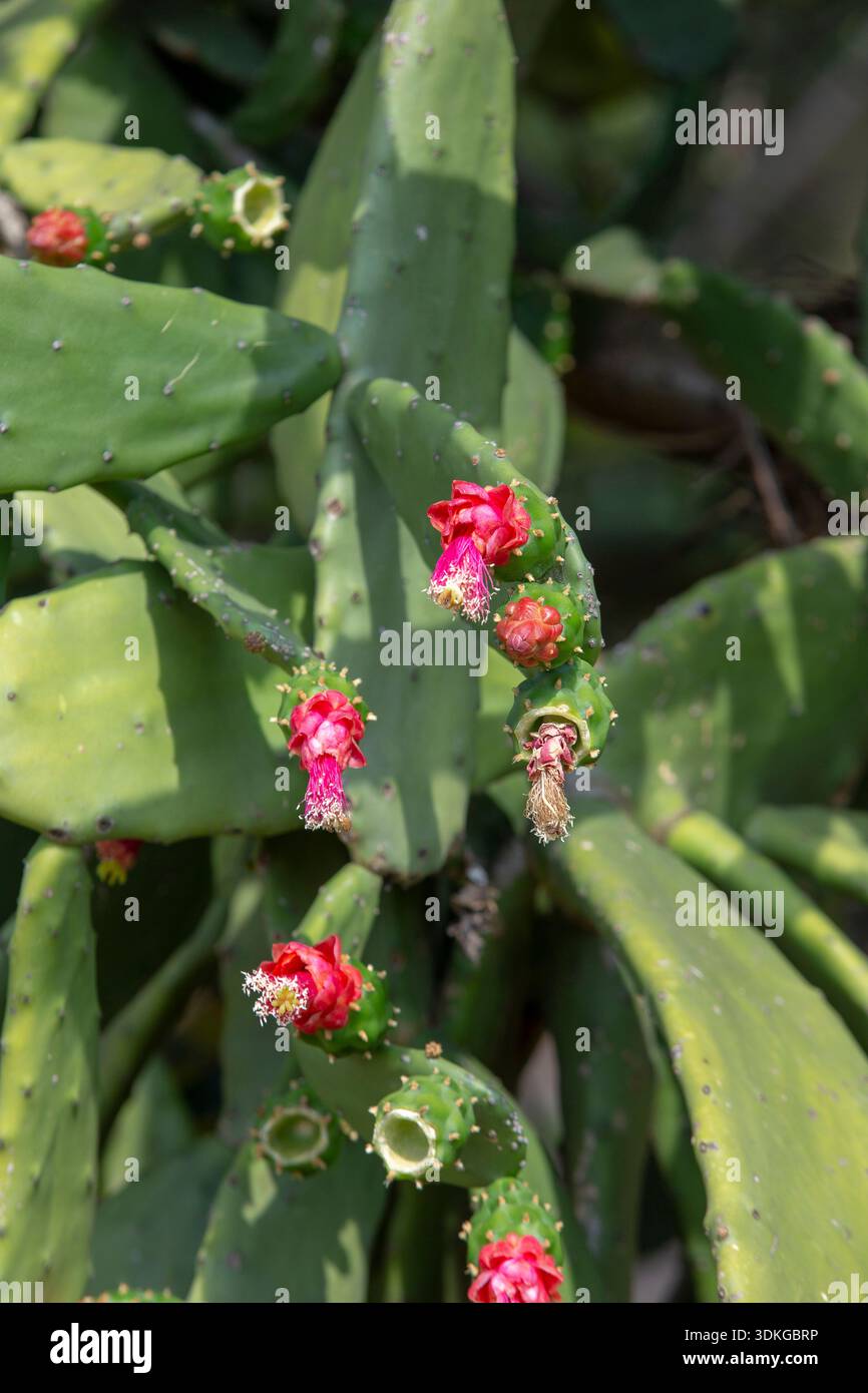 efeu runde blätter Efeu 'Wonder' - Hedera helix wonder main image 0