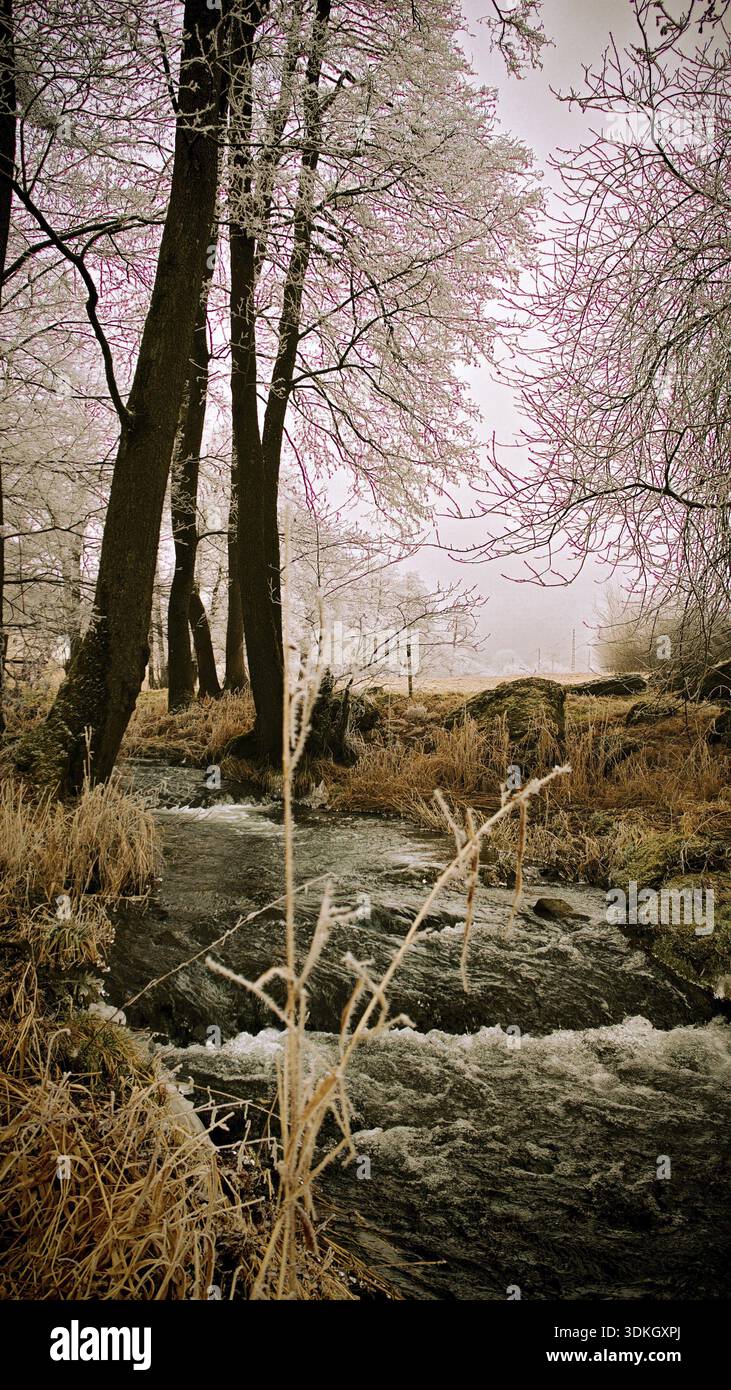 Frozen stream with snow-covered trees, harmonious winter landscape Stock Photo
