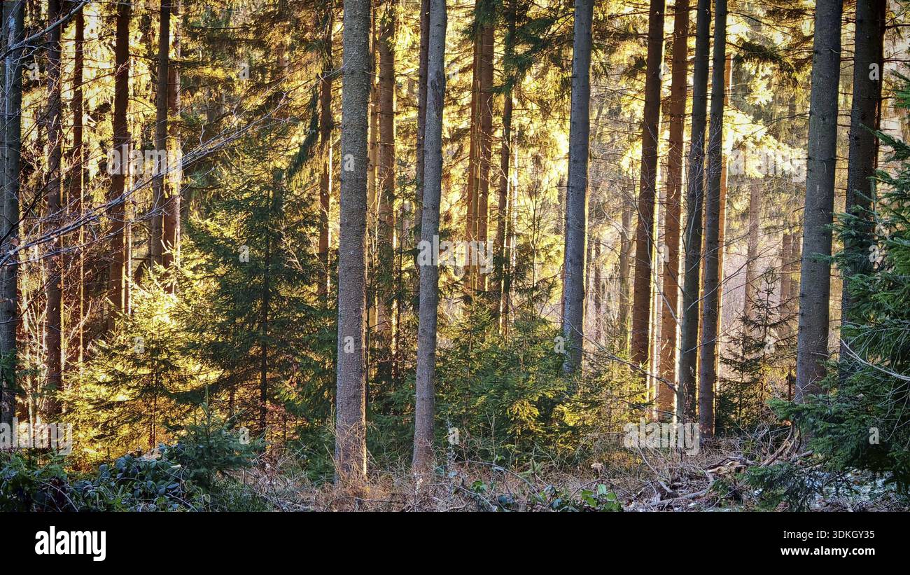 Bright sunlight shines through slender tree trunks in an autumnal forest, Fichtelgebirge, Franconian Forest Stock Photo