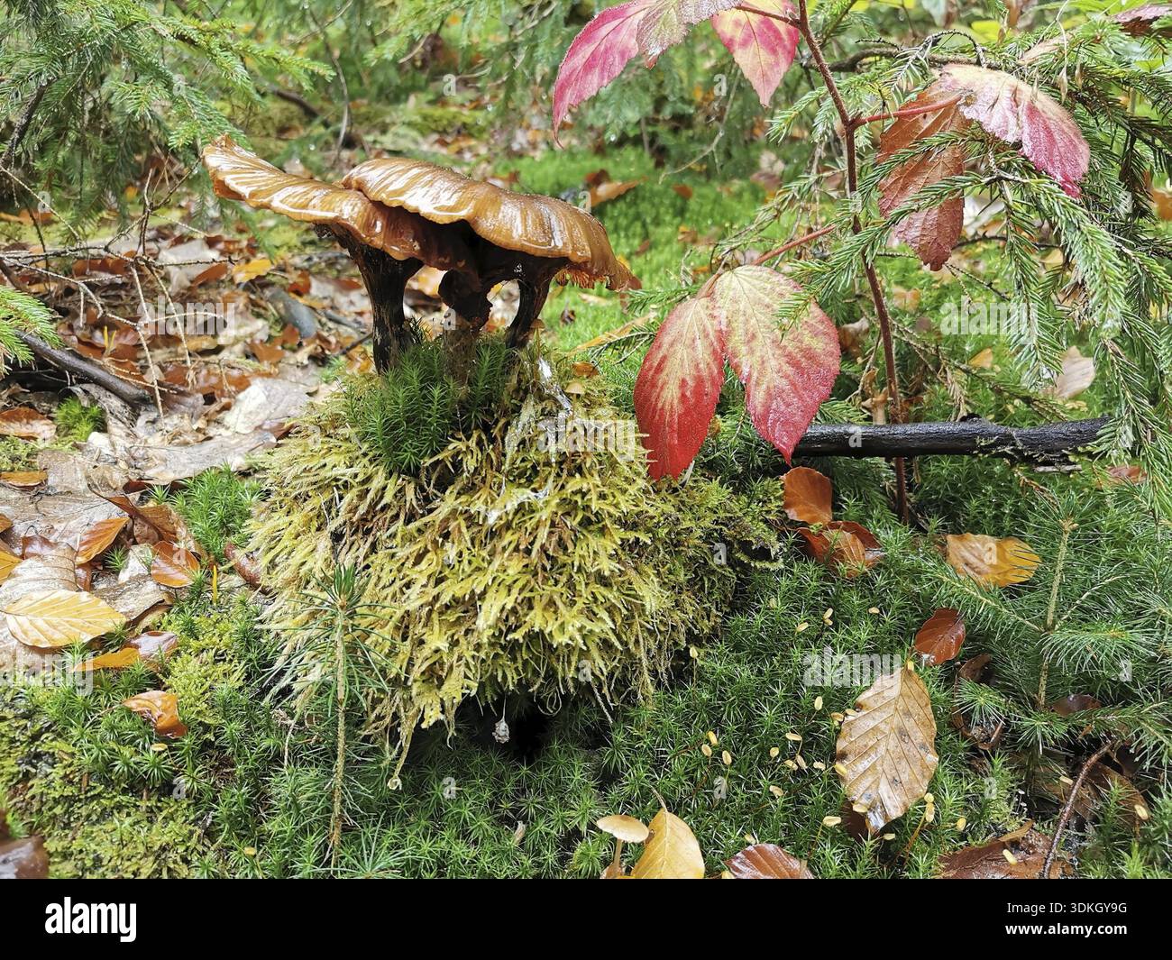 A dark mushroom (fungi) grows on moss-covered ground with colourful leaves, Franconian Forest nature park Park Stock Photo