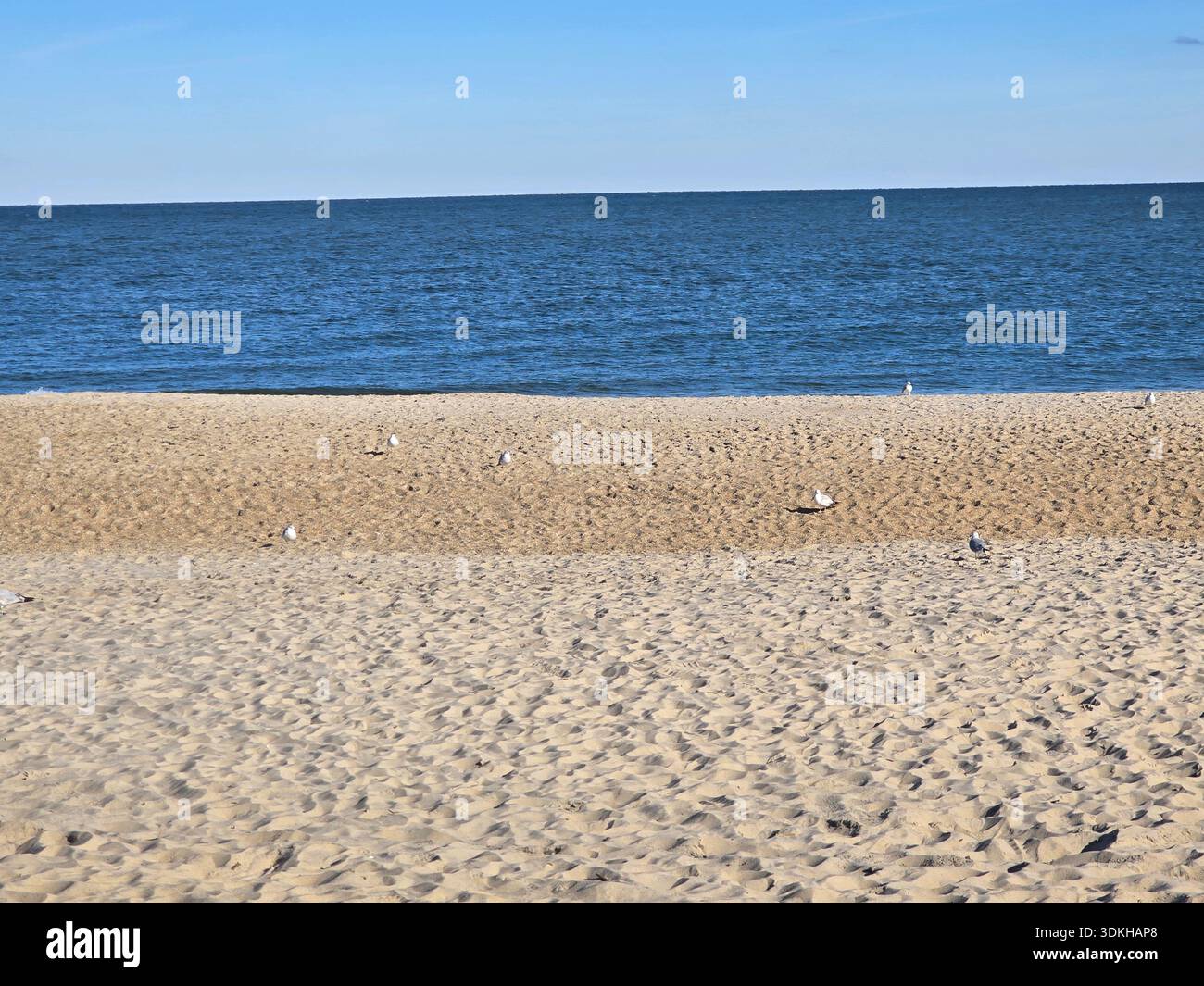 A peaceful coastal scene featuring a sandy beach dotted with resting seagulls under a clear blue sky. Gentle waves roll in from the calm ocean. - Smartphone Captured Stock Image