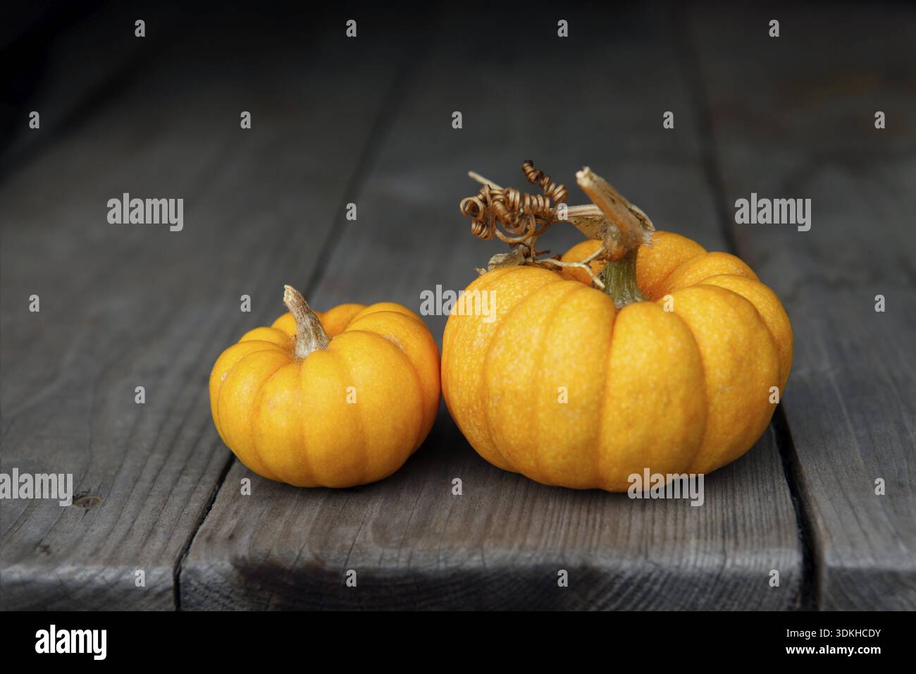 Two pumpkins on a dense background Stock Photo
