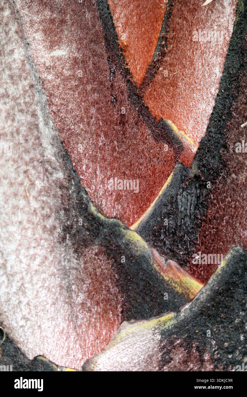 Palm tree trunk close up textured abstract background Stock Photo