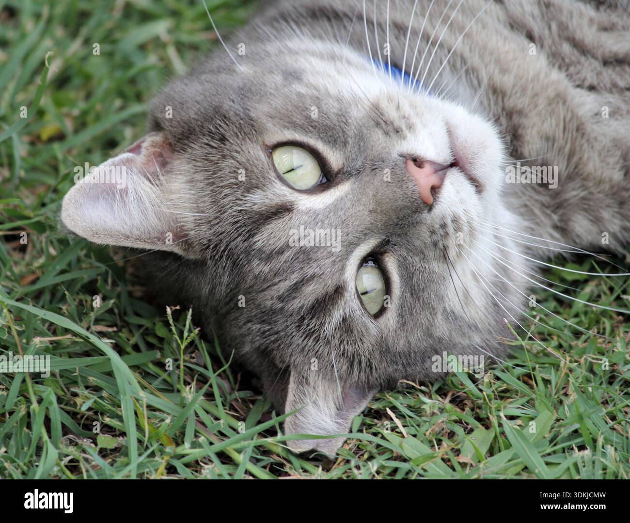 Relaxed grey tabby cat lying on green grass Stock Photo
