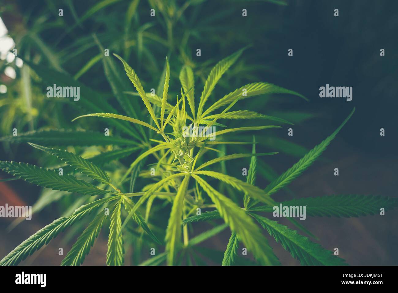 Green Marijuana tree cannabis plant narcotic herbal in greenhouse. Hemp ...