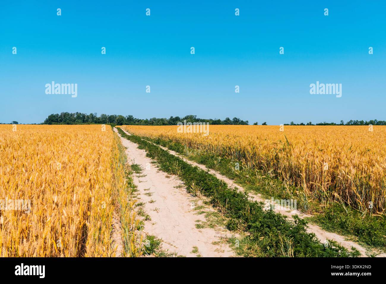 Rural dirt road passing through wheat fields in summer Stock Photo