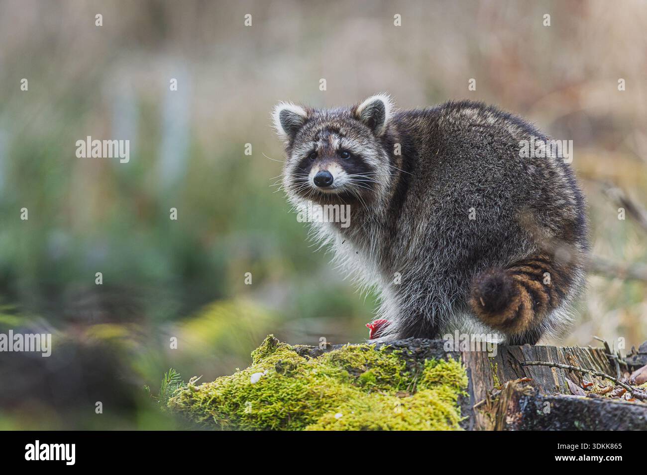 An alert Raccoon (Procyon lotor) crouches on a mossy stump with its ...