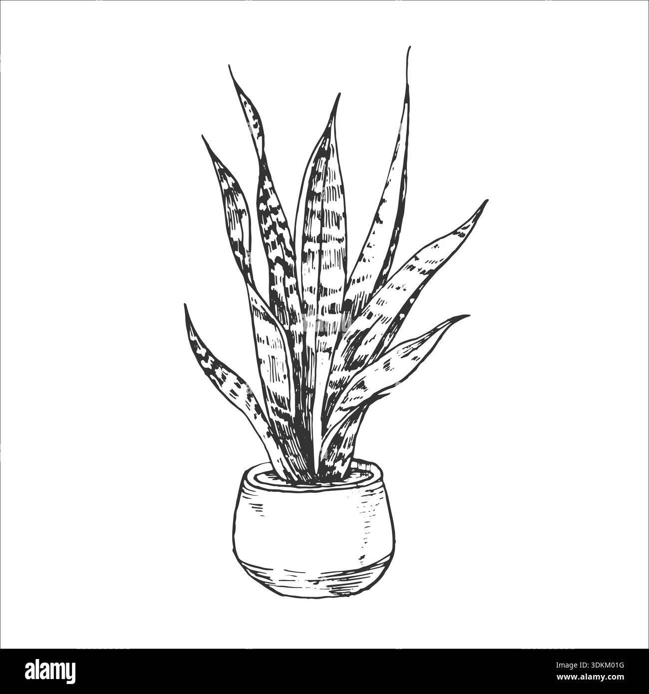 Potted snake plant drawing Black and White Stock Photos & Images - Alamy