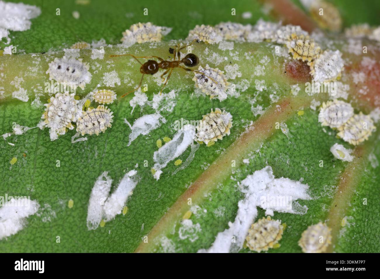 White mealybugs family pseudococcidae hi-res stock photography and ...
